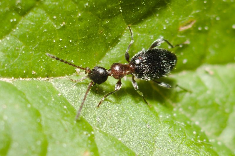 Anthicidae: Anthelephila pedestris